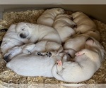 Small #1 Labrador Retriever