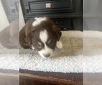 Puppy Lady Miniature Australian Shepherd