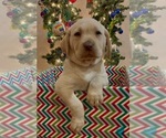 Small Photo #20 Labrador Retriever Puppy For Sale in LELAND, NC, USA