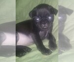 Small Photo #4 Pug Puppy For Sale in FORT WAYNE, IN, USA