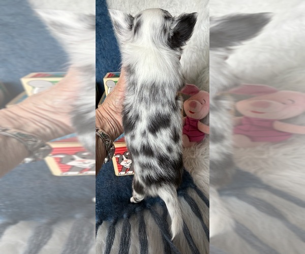 Medium Photo #2 Chihuahua Puppy For Sale in NEWVILLE, PA, USA