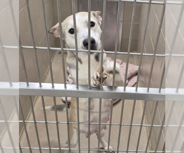 Medium Photo #1 Gerberian Shepsky Puppy For Sale in Decatur, IL, USA