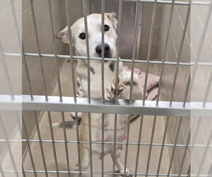 Gerberian Shepsky Dogs for adoption in Decatur, IL, USA