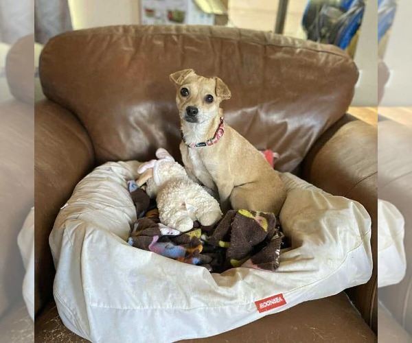 Medium Photo #2 Chiweenie Puppy For Sale in Princeton, MN, USA