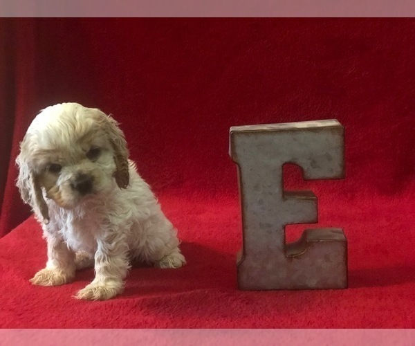 Medium Photo #1 Cocker Spaniel Puppy For Sale in EDMOND, OK, USA