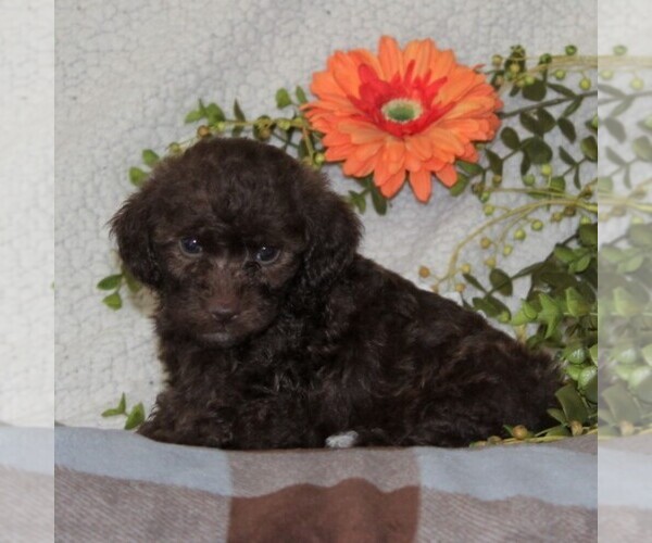 Medium Photo #3 -Poodle (Toy) Mix Puppy For Sale in GAP, PA, USA
