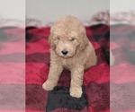 Small #1 Goldendoodle