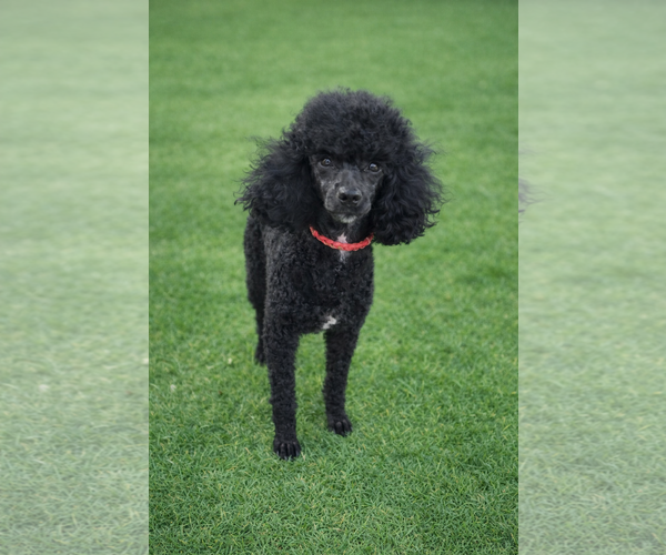 Medium Photo #3 Poodle (Toy) Puppy For Sale in Pacolet, SC, USA