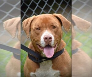 Retriever -Unknown Mix Dogs for adoption in Fairfax, VA, USA