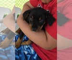 Small #2 Labrador Retriever Mix