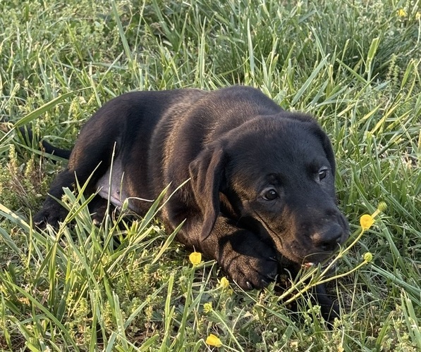 Medium Photo #5 Labrador Retriever Puppy For Sale in SPOTSYLVANIA, VA, USA