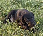 Small Photo #11 Labrador Retriever Puppy For Sale in SPOTSYLVANIA, VA, USA