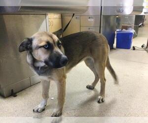 German Shepherd Dog Dogs for adoption in Riverside, CA, USA