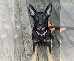 German Shepherd Dog Dogs for adoption in Dana Point, CA, USA