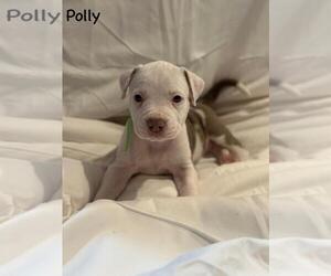 Medium American Pit Bull Terrier Mix
