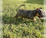 Small Photo #1 American Bully Puppy For Sale in CALLAWAY, MD, USA