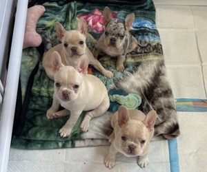 French Bulldog Litter for sale in SUGAR HILL, GA, USA