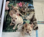 Small Photo #1 French Bulldog Puppy For Sale in SUGAR HILL, GA, USA