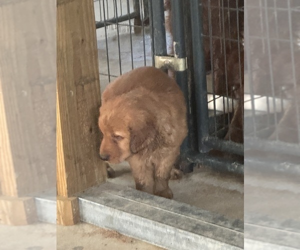 Medium Photo #2 Golden Irish Puppy For Sale in CLEVELAND, TN, USA