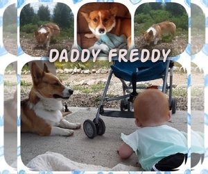 Father of the Pembroke Welsh Corgi puppies born on 12/20/2019