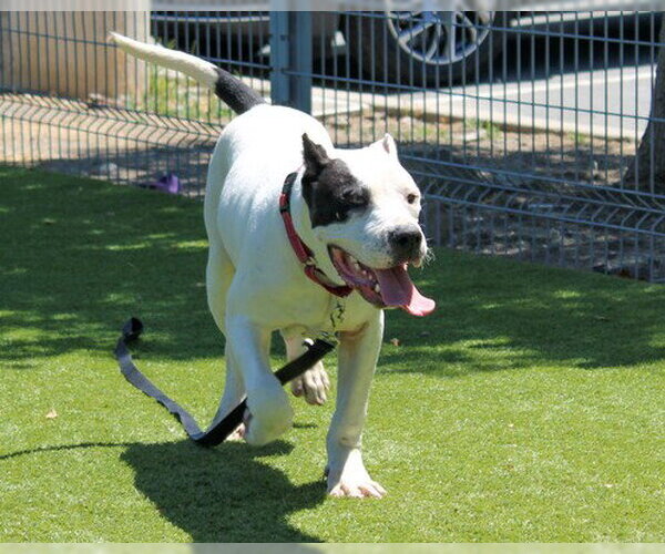 Medium Photo #1 American Bulldog-Unknown Mix Puppy For Sale in Martinez, CA, USA