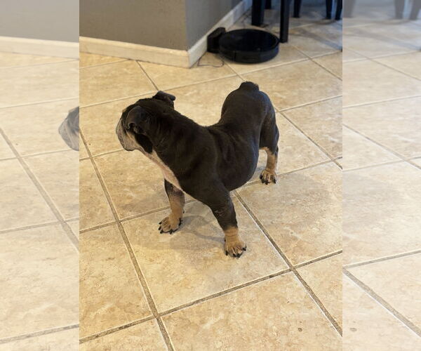 Medium Photo #6 Bulldog Puppy For Sale in Hayward, CA, USA
