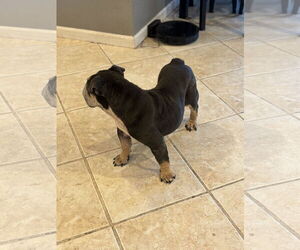 Nana - Female Bulldog Dog for Adoption - Photo #6