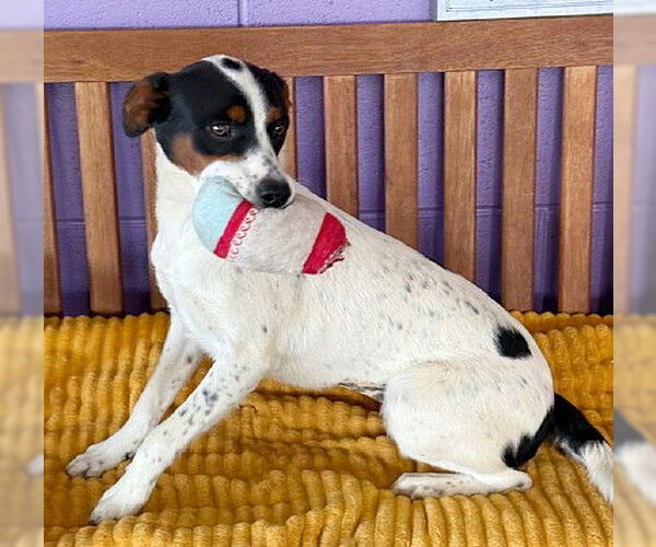 Medium Photo #2 Spaniel-Unknown Mix Puppy For Sale in Genesee, WI, USA