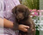 Small #2 Labrador Retriever