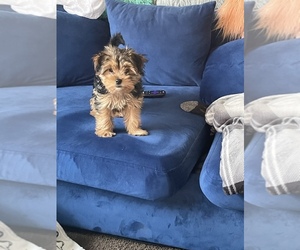 Yorkshire Terrier Puppy for sale in BOLLING AFB, DC, USA