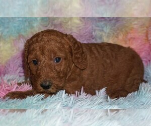 Miniature Labradoodle Puppy for sale in LA HABRA, CA, USA