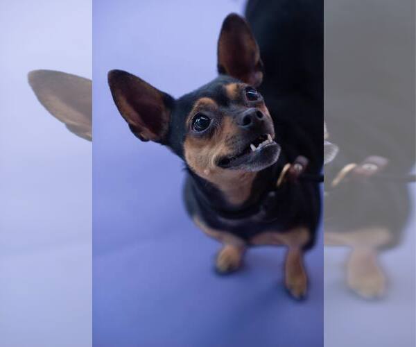 Medium Photo #18 Chihuahua Puppy For Sale in Sandy, UT, USA