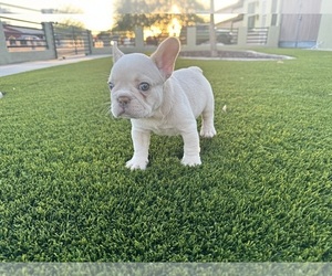 French Bulldog Puppy for Sale in PHOENIX, Arizona USA