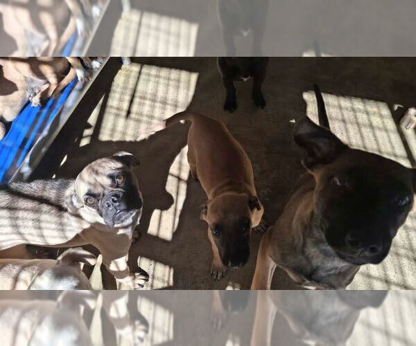 Medium Photo #4 Pug Puppy For Sale in Sebec, ME, USA