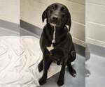 Small #1 Labrador Retriever Mix