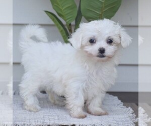 Maltese Puppy for sale in GORDONVILLE, PA, USA