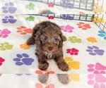 Small #4 Cockapoo (Toy)-Poodle (Toy) Mix