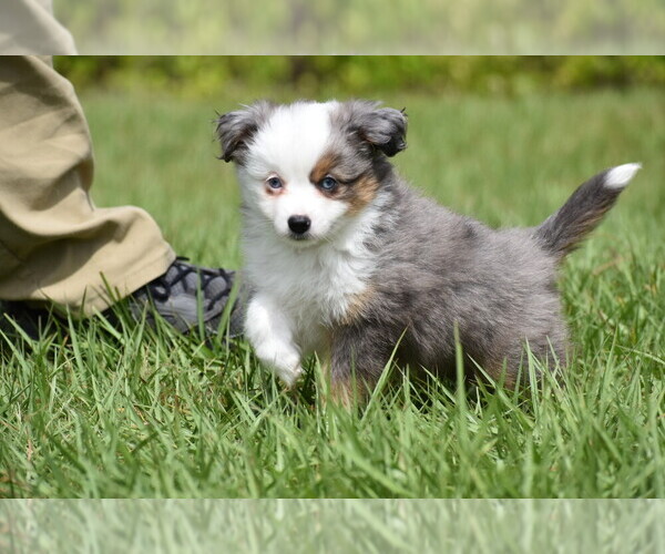 Medium Photo #7 Miniature Australian Shepherd Puppy For Sale in PALM COAST, FL, USA
