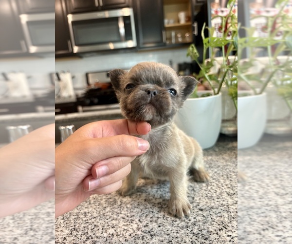 Medium Photo #24 French Bulldog Puppy For Sale in FOLSOM, CA, USA