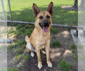 German Shepherd Dog-Unknown Mix Dogs for adoption in Modesto, CA, USA
