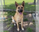 Small German Shepherd Dog Mix