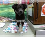 Small Photo #1 Border Collie-Unknown Mix Puppy For Sale in Moreno Valley, CA, USA