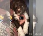 Small Photo #7 Aussiedoodle Puppy For Sale in BEDFORD, VA, USA
