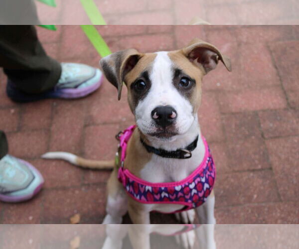 Medium Photo #4 Mutt Puppy For Sale in Holly Springs, NC, USA