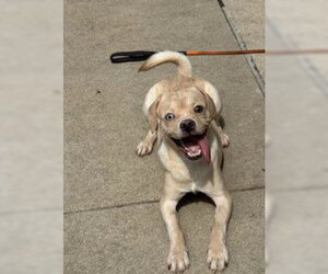 Frengle Dogs for adoption in Aurora, IL, USA