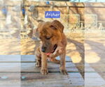 Small #9 Boxer-Staffordshire Bull Terrier Mix