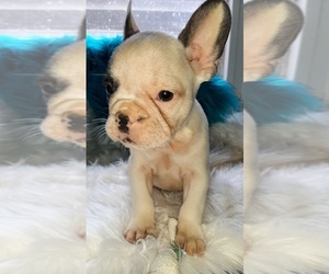 French Bulldog Puppy for sale in CARTHAGE, TX, USA