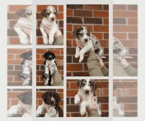 Border Collie-German Shorthaired Pointer Mix Puppy for sale in MARTIN, TN, USA