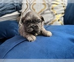 Puppy 3 Shih Tzu