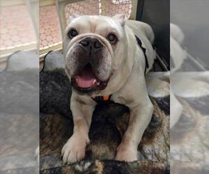 Bulldog Dogs for adoption in Woodland, CA, USA